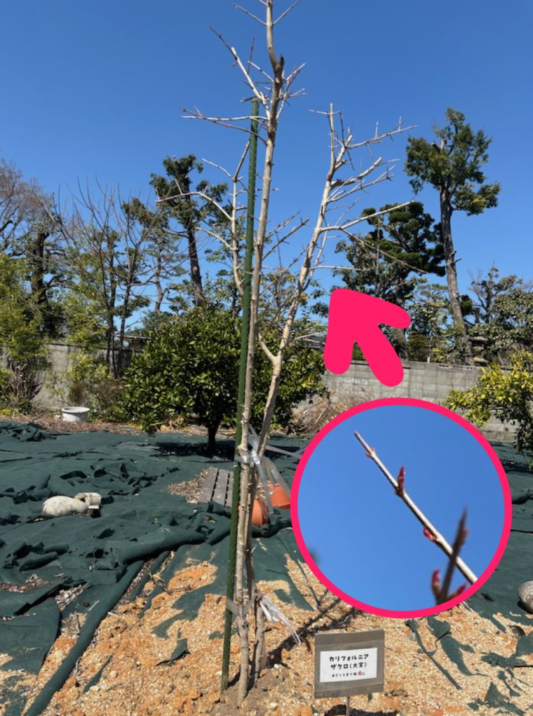 カリファルニアザクロ