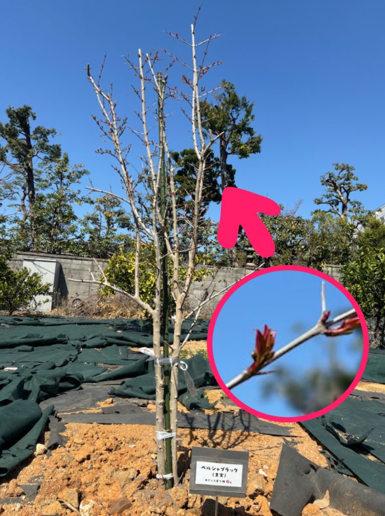 ペルシャブラック