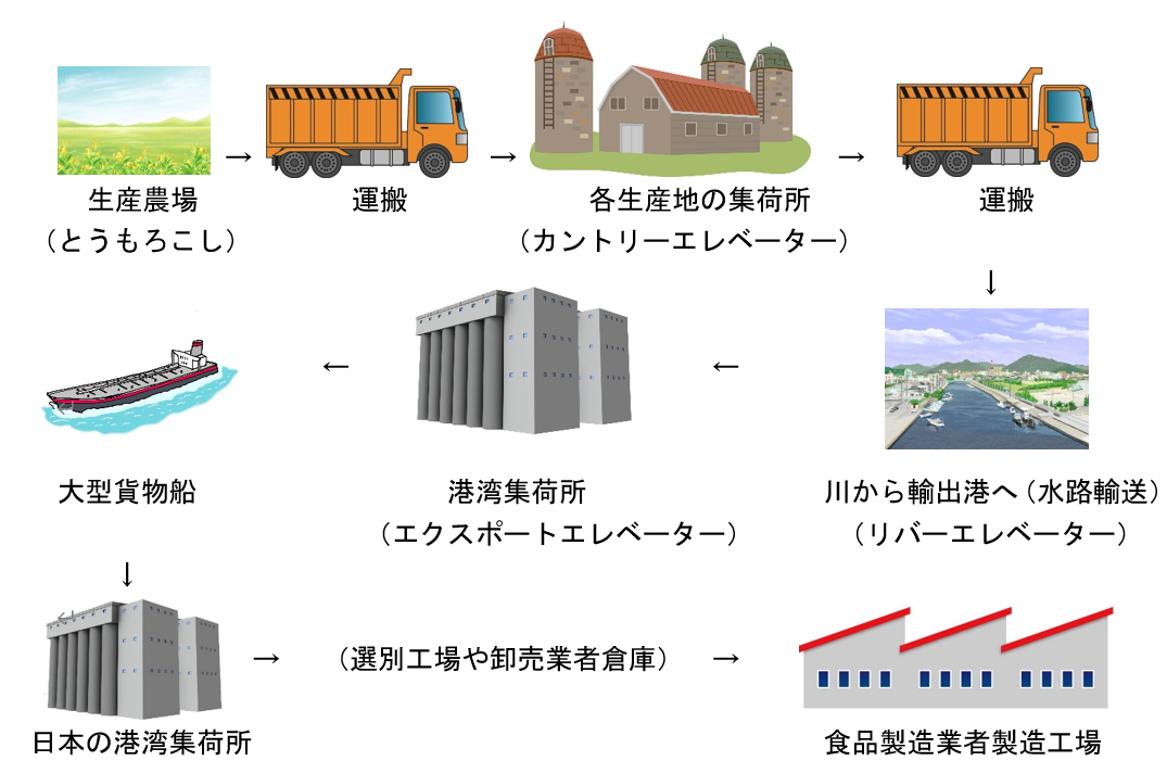 とうもろこしや大豆の流通経路